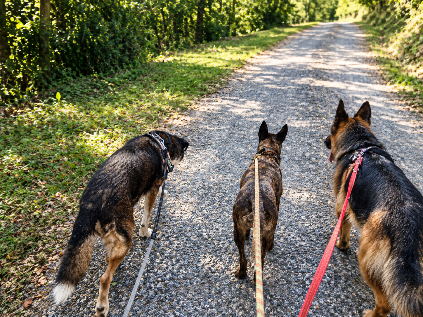 Trois chiens en laisse, baladés sur un chemin de foret par un éducateur